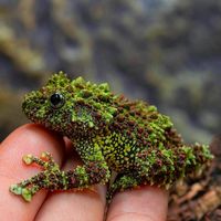 Vietnamese mossy frog