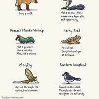 Animals with misleading names