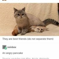 An angry pancake
