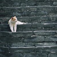 Cat on the steps