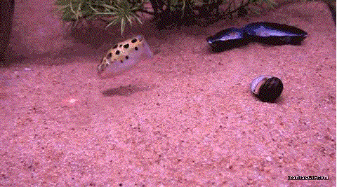Pufferfish are aquatic house cats