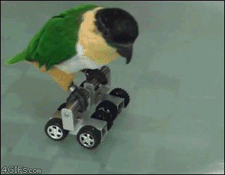 Parrot roller skate