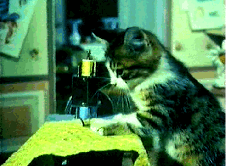 Cat sewing