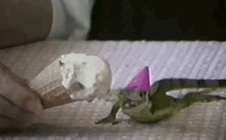Lizard eating ice cream