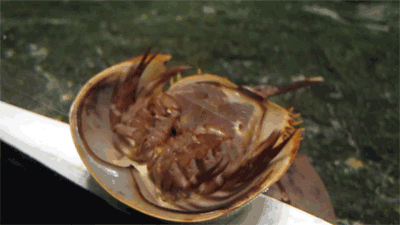 The underside of a horseshoe crab