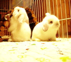 Rabbits cuteness overload!!!
