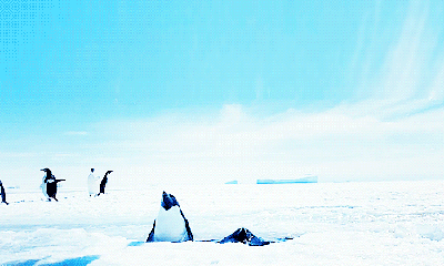 Penguins resurfacing for air