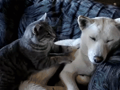 Cat massaging a dog