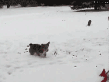 Some dogs just love snow