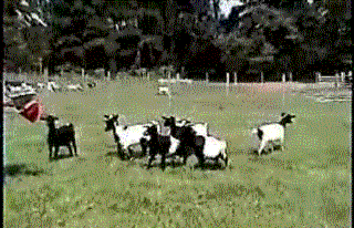 Fainting goats vs umbrella