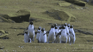 Penguins chasing a Butterfly