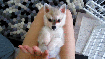 Baby foxes are adorable as hell