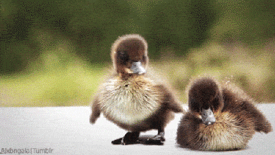 Baby duck loses its balance