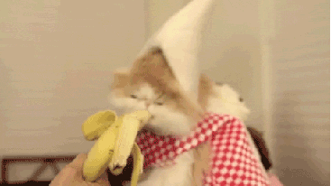 Cat enjoys a delicious snack