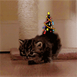 Merry Christmas from the kitten