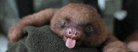 A baby sloth yawning.