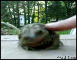 Petting a toad