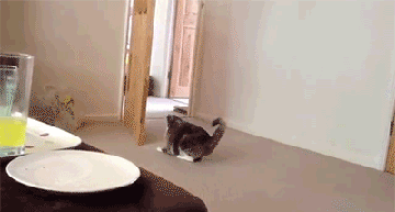 I think that cat defies gravity