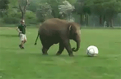 This baby elephant hasn't quite grasped football yet