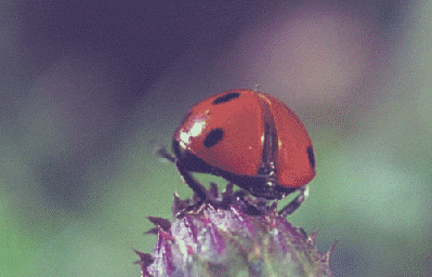 Closeup ladybug takeoff