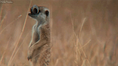 Googly-eyed meerkats