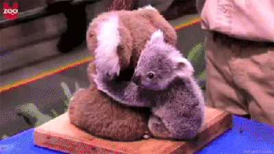 Awww! Baby koala!