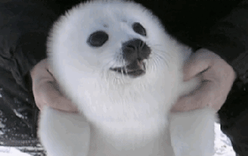 Not all seals are awkward. This one's so happy!