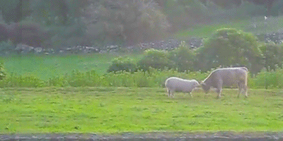 Sheep vs Bull