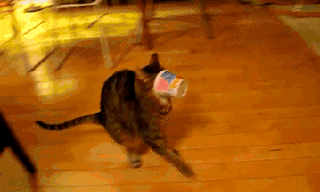 This is now my favorite cat gif