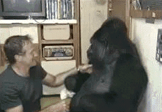 Robin Williams tickling a gorilla