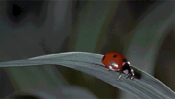 Poor Ladybug