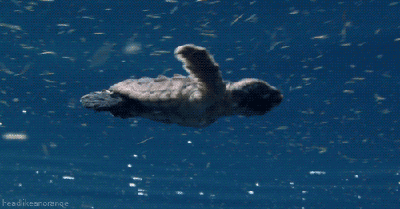 Baby sea turtle swimming