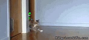 Mario cat racing