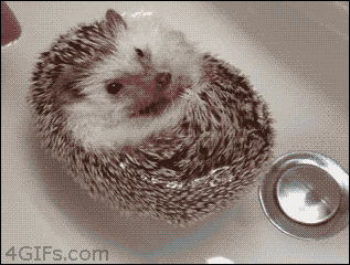 Adorable floating hedgehog