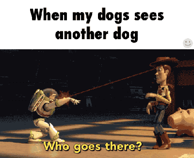 Dog encounter