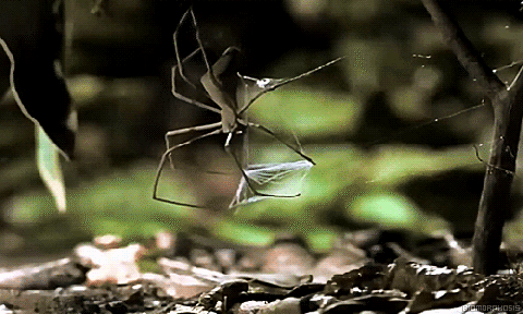 Net-casting spider