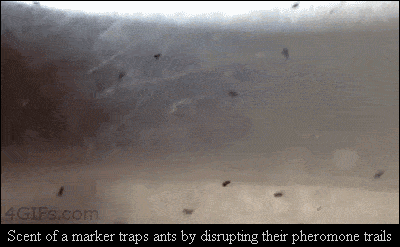 Trapping ants with a marker