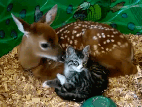A fawn licking a kitten