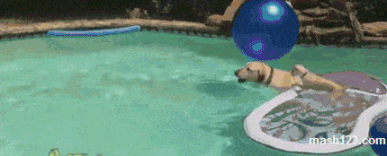 Puppy rides a dog across a pool