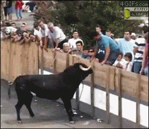 Provoking the bull goes wrong