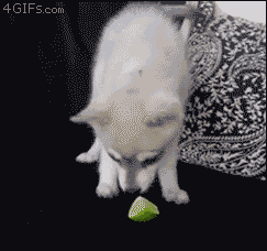 This dog freaking out over a lime
