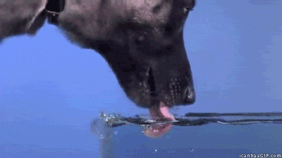Turns out dogs drink with the underside of their tongue