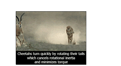 Stabilized cheetah