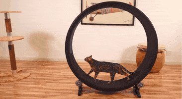 A Hamster wheel for Cats!