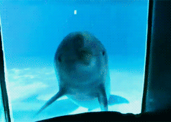 A dolphin sees itself in a mirror