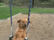 Big Dog Swings Away On a Baby Swing & Looks Very Pleased
