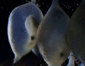 Baby cuttlefish
