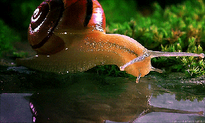 Did you ever see a snail drink water?