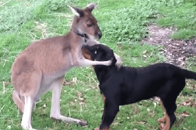 Kangaroo comforts a dog