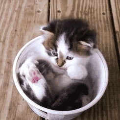 A bucket full off kitteh